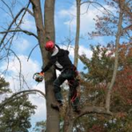 Need Tree Removal insurance in Kentucky.  TruePoint can help! We're also helping tree trees find insurance in Georgia, South Carolina and, Indiana.