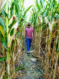 Halloween is pumpkin patches, corn mazes, trick or treat, hayrides and haunted houses.